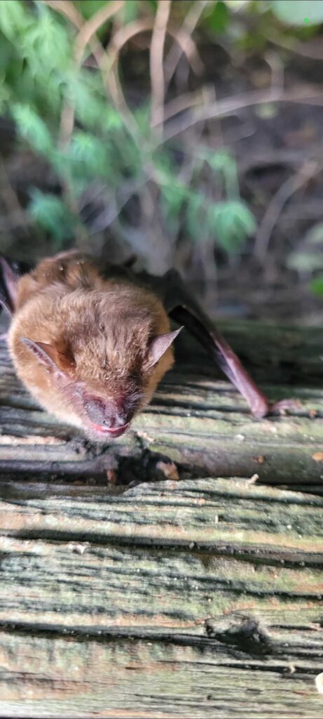 Bat Removal Greenville