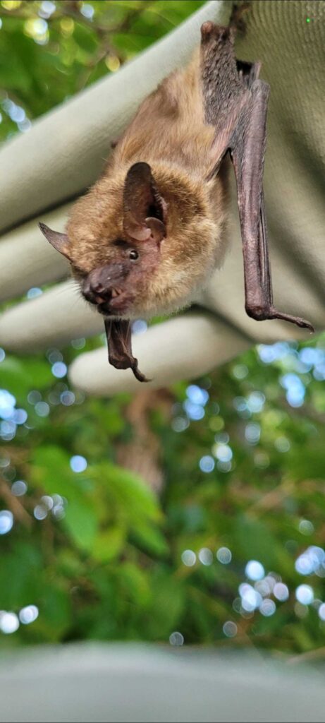 Bat Removal Greenville