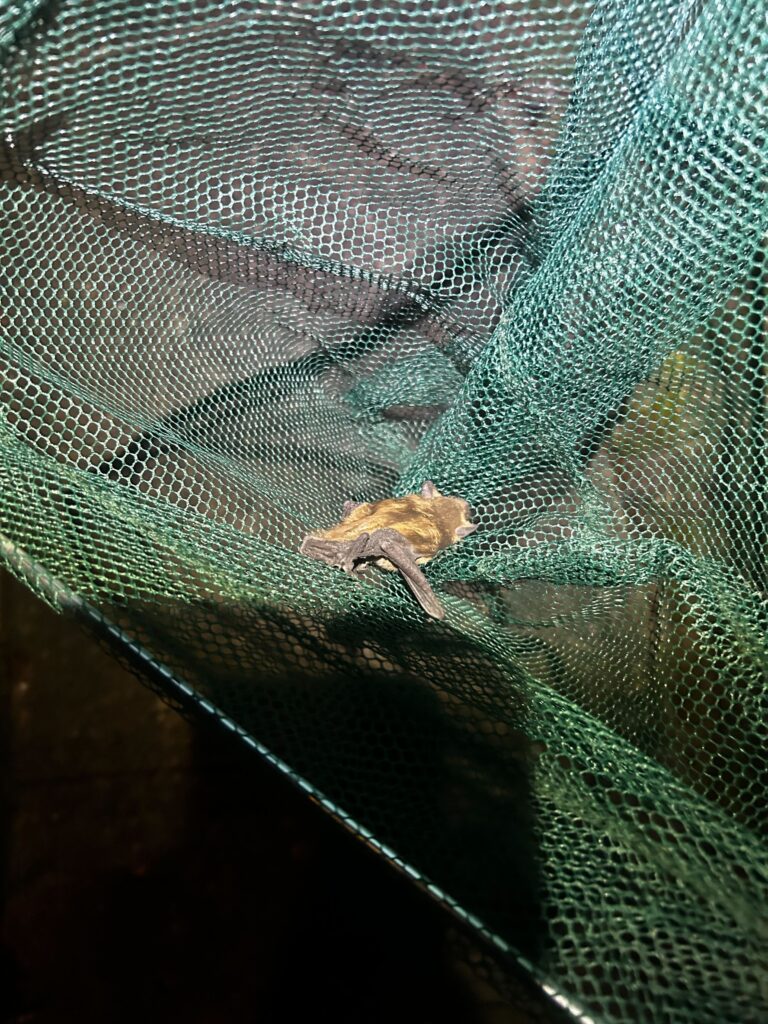 Bat Removal Greenville