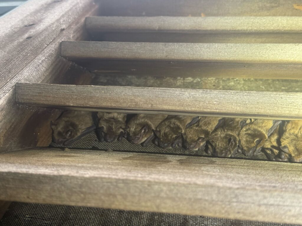 Bat Removal Greenville