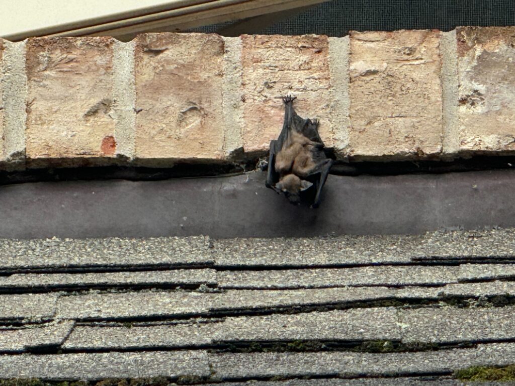 Bat Removal Greenville