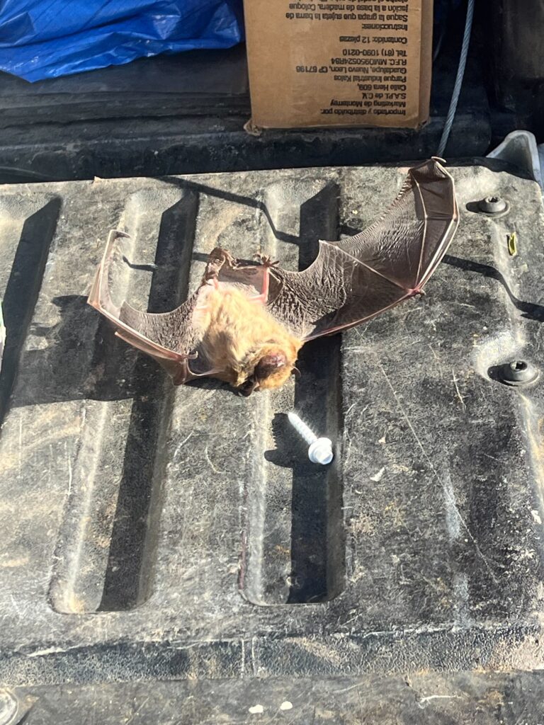 Bat Removal Greenville