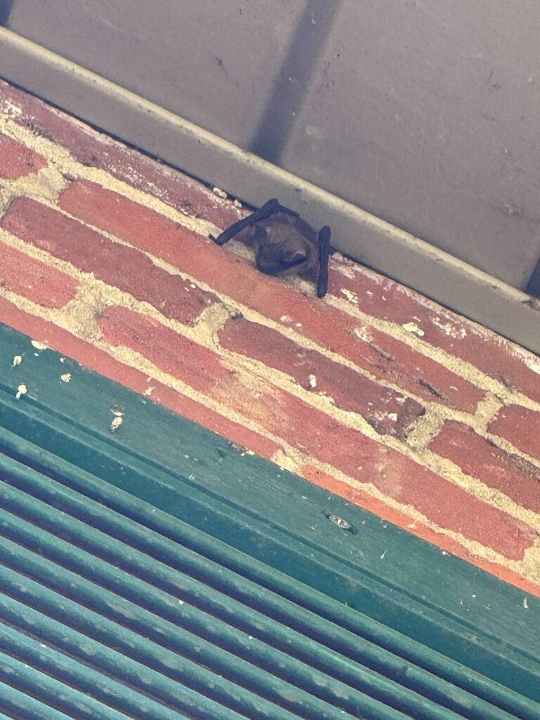 Bat Removal Greenville